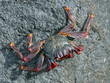 Atlantic crab on the rock