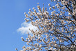Allmond flowers