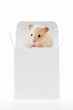 Little hamster sitting inside a box