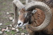 Mufflon