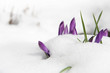 krokus