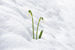 Photo: schneeglocken schneeglocken