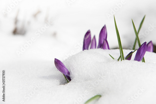 Photo: krokus krokus