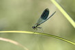 libellule
