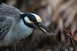 Yellow-Crowned Night Heron Catching A Crab