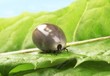 Foto: Fully fed blood-sucking tick Fully fed blood-sucking tick