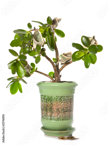 Photo: Jade plant with dollar bills isolated on white (blossoming money Jade plant with dollar bills isolated on white (blossoming money