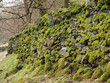 Moss covered drystone wall
