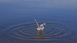 水浴びするカモメ