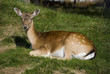 Fallow Deer
