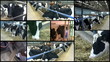 Dairy Farm Cows - Montage