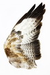 Hawk Wing