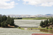 Covered vineyards