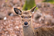 Wild im Visier