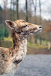 Wild von der Seite