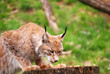 Luchs Beute