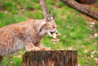 fressender Luchs