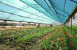Greenhouse