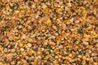 Foglie d'autunno