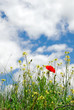 The poppy