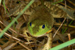 Green Frog