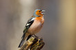 Chaffinch (Fringilla coelebs), male Chaffinch (Fringilla coelebs), male
