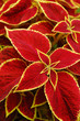 Coleus Leafs
