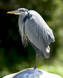 great blue heron standing close up