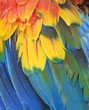northern scarlet macaw feathers ,cancun, mexico, red parrot bird northern scarlet macaw feathers ,cancun, mexico, red parrot bird