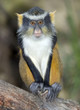 wolf guenon monkey, africa big eyed gremlin wolf guenon monkey, africa big eyed gremlin