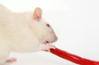 Rattenscharfe Ratte