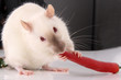 Weisse Ratte mit roter Chili