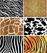 6 animal skin pack