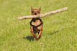 Rehpinscher apportiert einen großen Holzstock