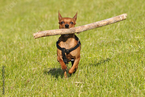 Photo: Rehpinscher apportiert einen großen Holzstock Rehpinscher apportiert einen großen Holzstock