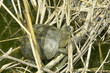 european pond turtle (Emys orbicularis)