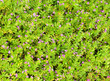 plant with pink flower plant with pink flower