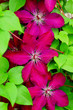 Foto: Blütenstand Clematis Blütenstand Clematis
