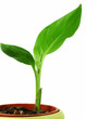 Foto: Blumentopf Blumentopf
