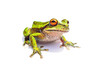 frosch