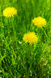 Photo: Yellow dandelions Yellow dandelions
