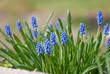 Frühling Frühling