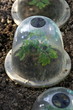 semis de tomates