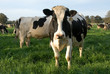 Holstein Friesian Cows