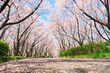 cherry tree