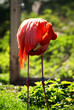 Foto: Flamingo Flamingo