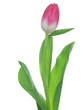 One tulip
