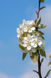 fleurs de poirier