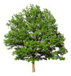 Oak tree isolated on white