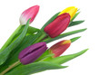 tulips on isolated background